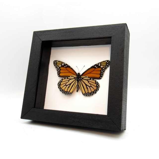 Real XL Monarch framed butterfly taxidermy - Danaus plexippus
