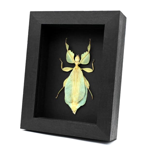 Real Walking Leaf insect framed taxidermy - Phyllium celebicum - female