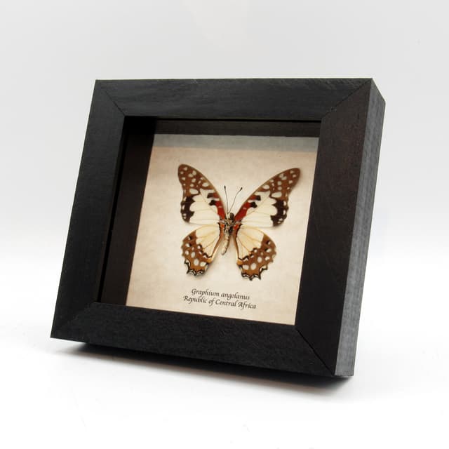 Real Angola White Lady (lol) butterfly framed taxidermy - Graphium angolanus