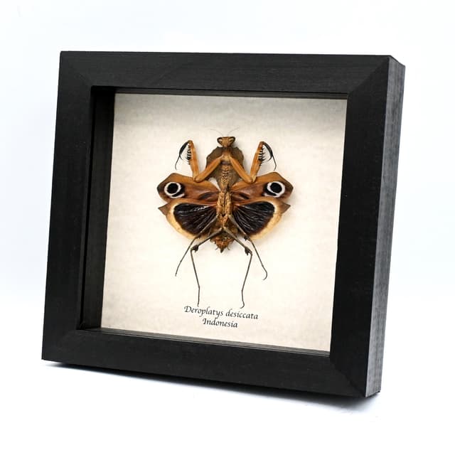 Real Giant Dead Leaf Mantis framed taxidermy - Deroplatys desiccata - female