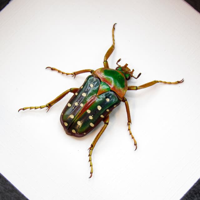 Real Polka Dot Scarab Beetle framed taxidermy - Stephanorrhina guttata