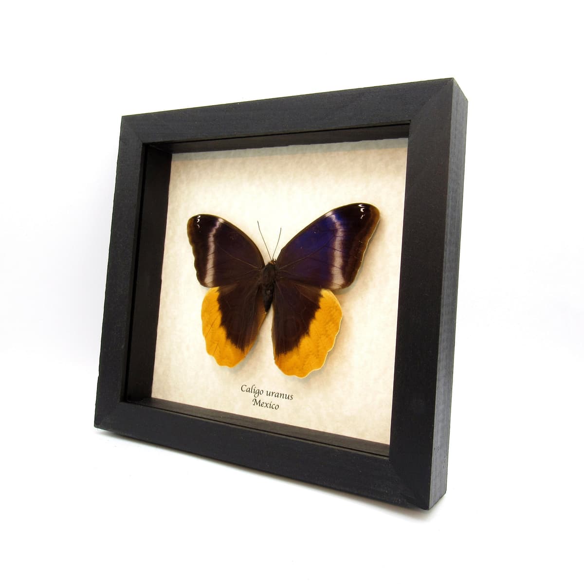 Rare Giant butterfly framed taxidermy - Caligo uranus - large female