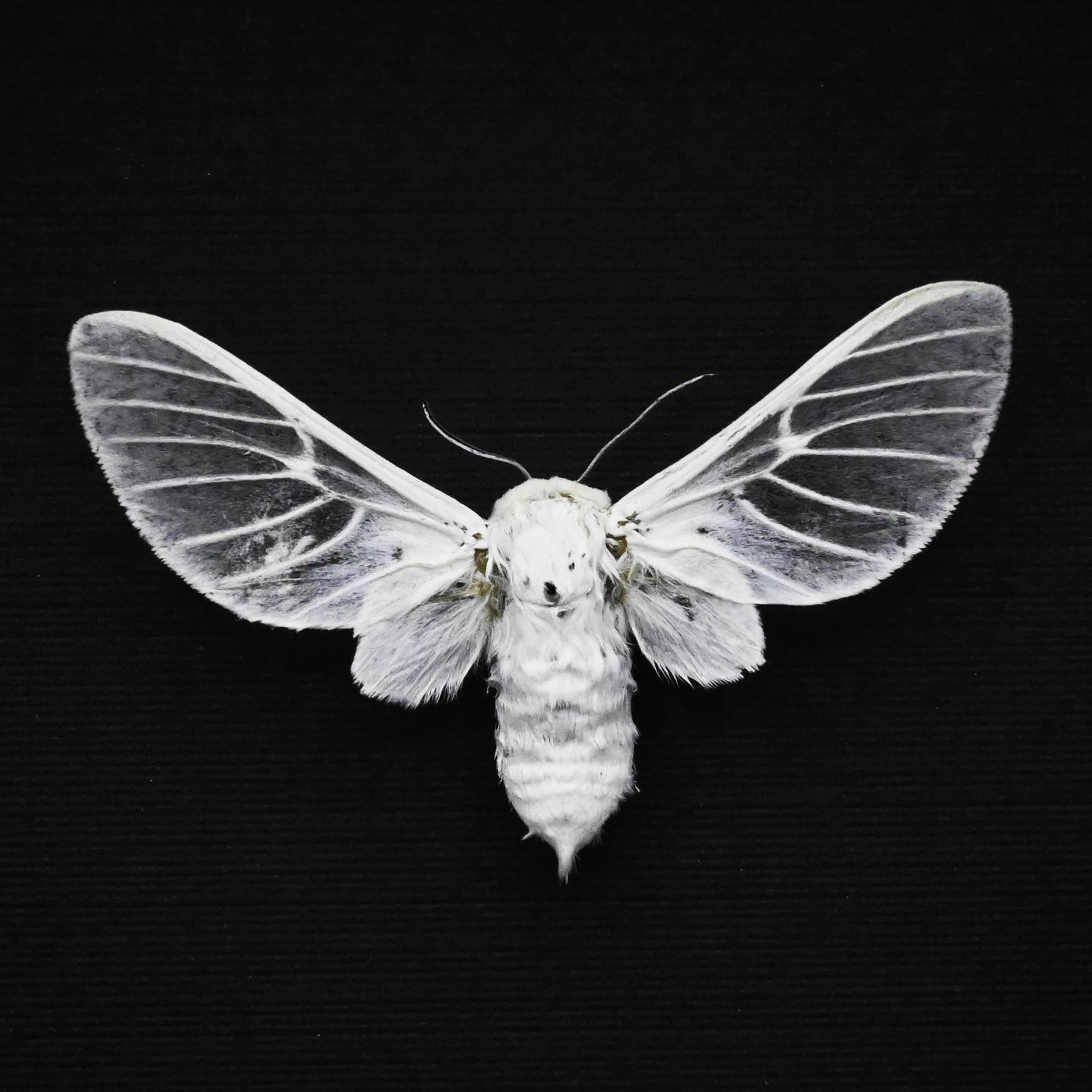 Rare white Erebid moth framed taxidermy - Balacra pulchra