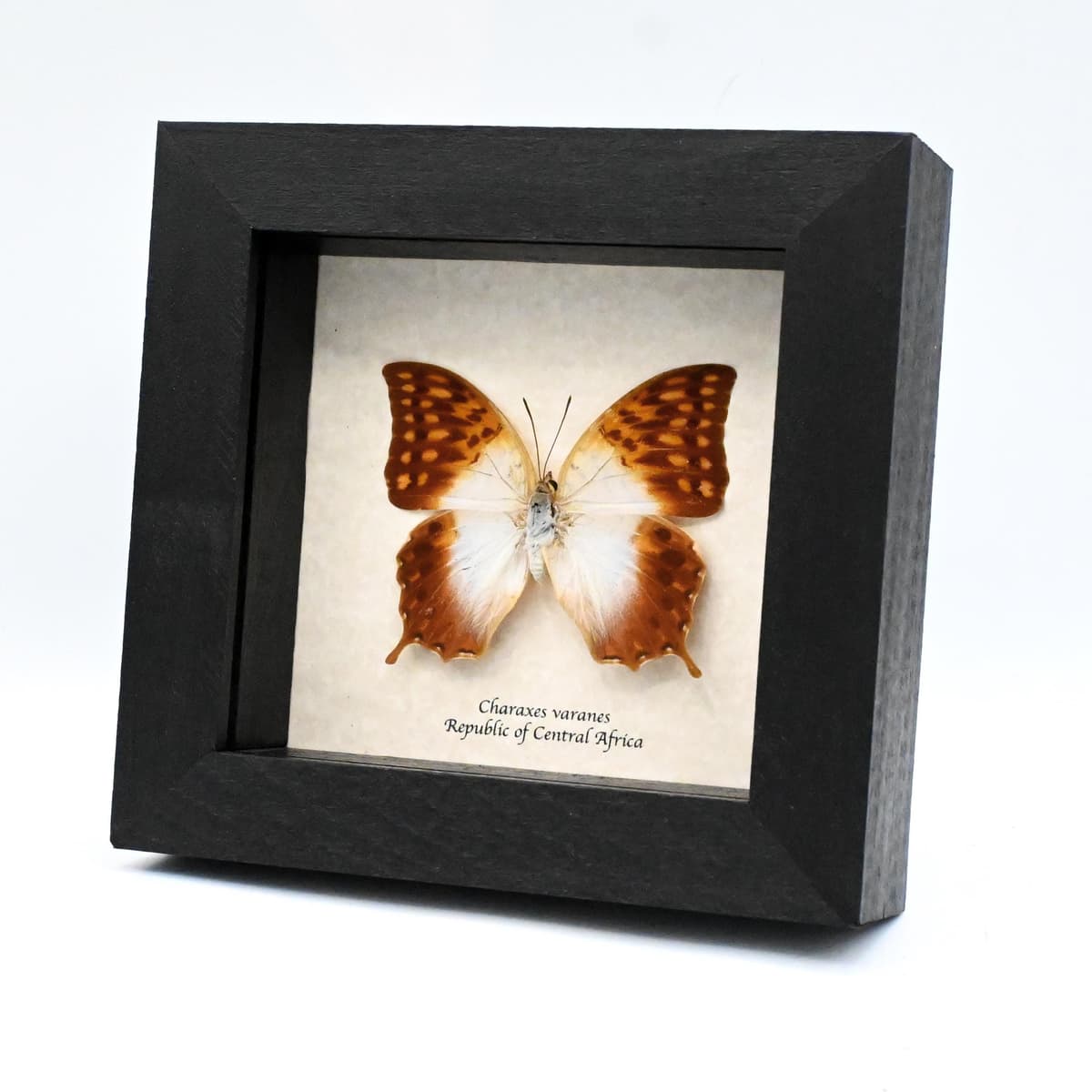 Real sunrise butterfly framed taxidermy - Charaxes varanes - large female