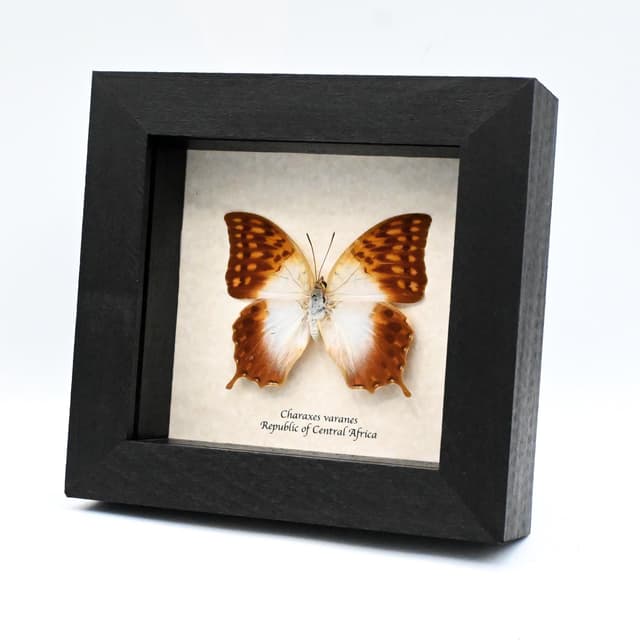 Real sunrise butterfly framed taxidermy - Charaxes varanes - large female
