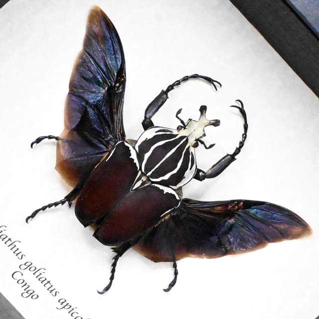 Very large real Flower Beetle framed taxidermy - Goliathus goliatus apicalis