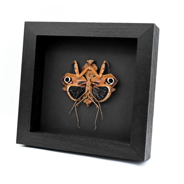 Real Giant Dead Leaf Mantis framed taxidermy - Deroplatys desiccata - female