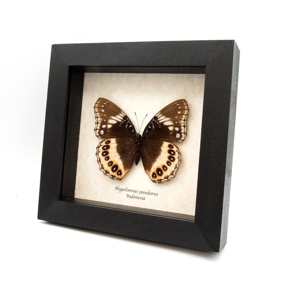 Real large butterfly framed taxidermy - Hypolimnas pandarus - female