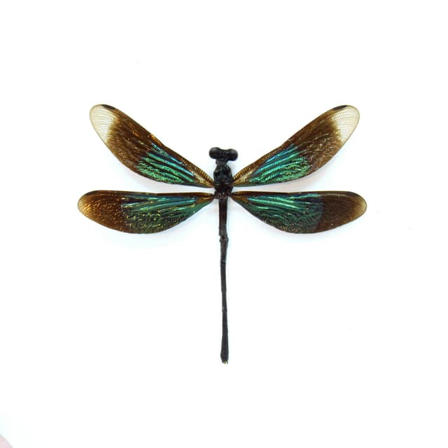 Real framed metallic dragonfly taxidermy - Euphaea refulgens
