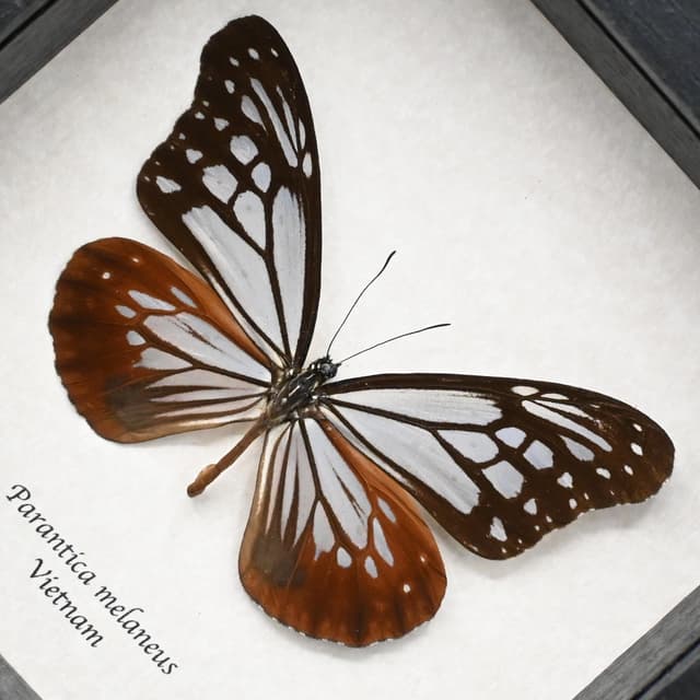 Real Chocolate Tiger butterfly framed taxidermy - Parantica melaneus