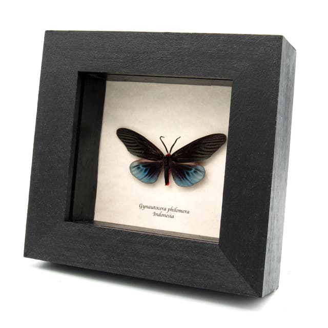 Rare black Day Flying moth framed taxidermy - Gynautocera philomena