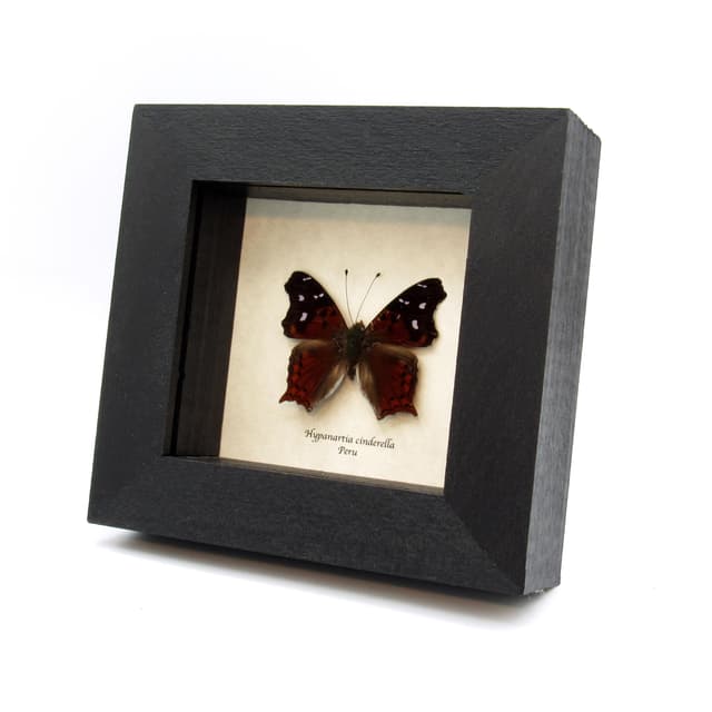 Real framed butterfly specimen - Hypnartia cinderella