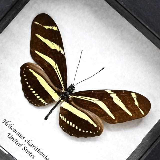 Real Zebra Longwing butterfly framed taxidermy - Heliconius charithonia