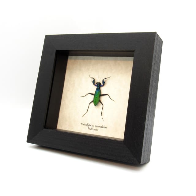 Rare metallic rainbow mantis framed taxidermy - Metallyticus splendidus