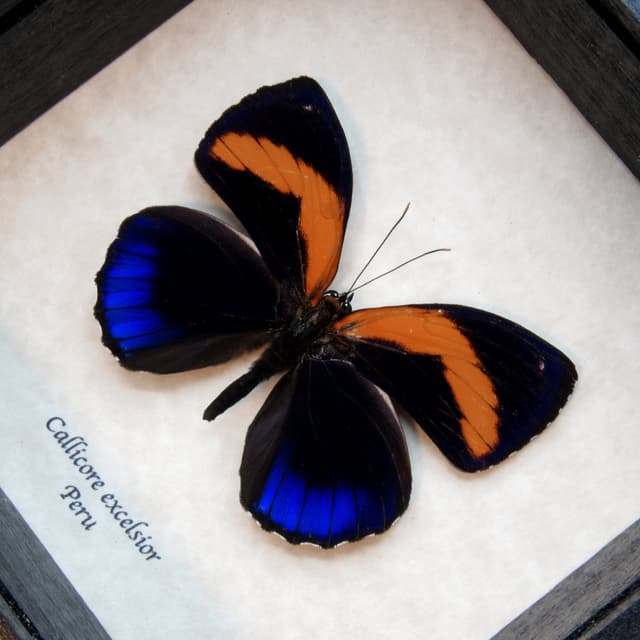 Real framed taxidermy butterfly - Callicore excelsior