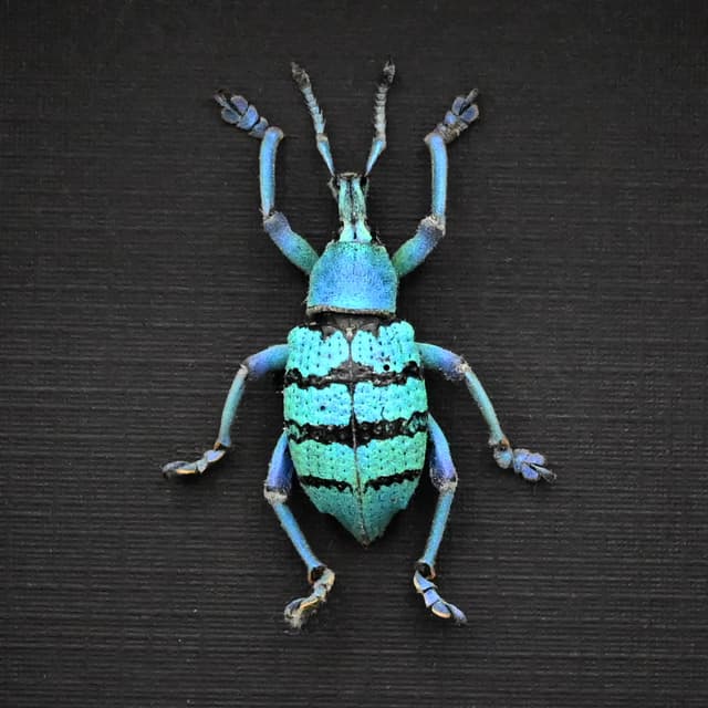 Real blue weevil framed taxidermy - Eupholus geoffroyi - special form - extra glitter