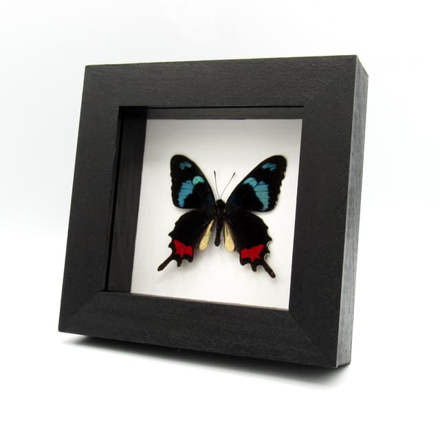 Very rare real blue Cattleheart butterfly framed taxidermy - Parides gundlachianus - minor damage