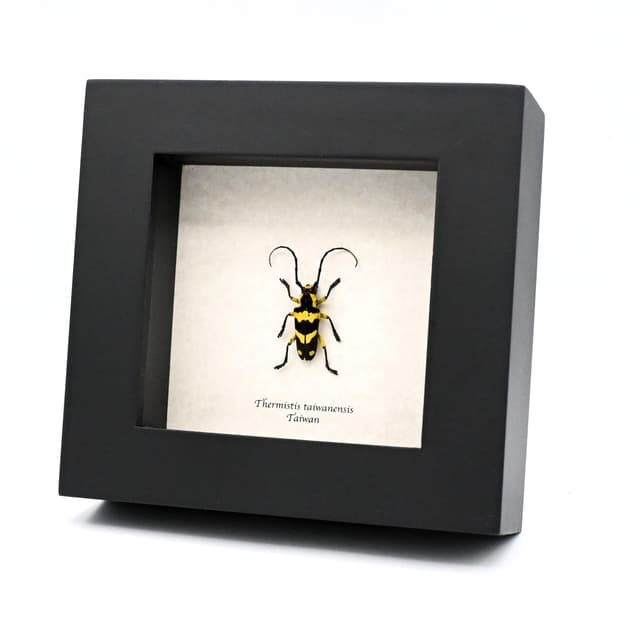Rare yellow Longhorn beetle framed taxidermy - Thermistis taiwanensis