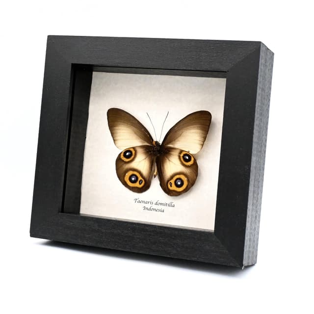 Real Owl butterfly framed taxidermy - Taenaris domitilla