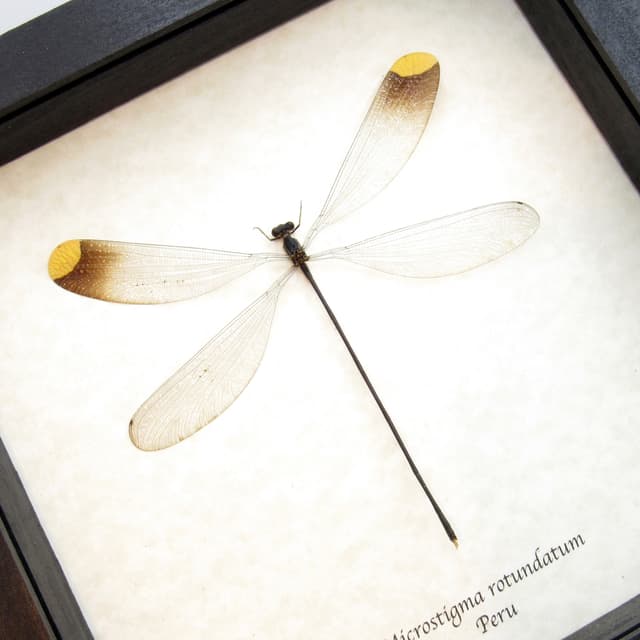 Real Giant Dragonfly framed taxidermy - Microstigma rotundatum