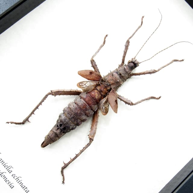 Real Spiny Hedgehog Stick bug framed taxidermy - Haaniella echinata - XL female
