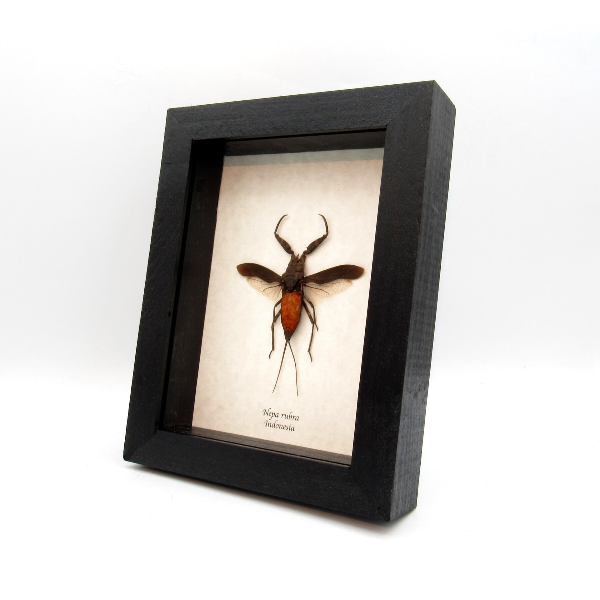 Real giant red water bug framed taxidermy - Nepa rubra