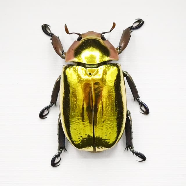 Very rare gold Jewel beetle framed taxidermy - Chrysina aurigans