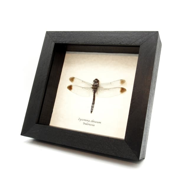 Real Skimmer Dragonfly framed taxidermy - Zyxomma obtusum