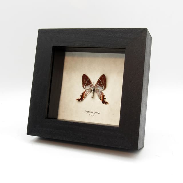 Rare Geometer moth framed taxidermy - Erateina species