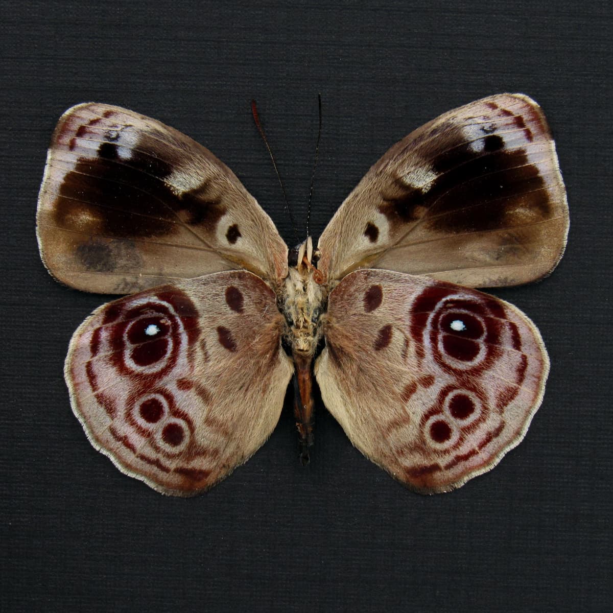 Real lavender butterfly framed taxidermy - Eunica amelia