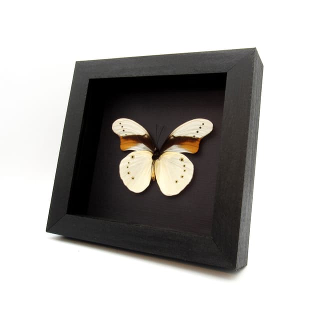 Rare white butterfly framed taxidermy - Morphotaenaris schoenbergi