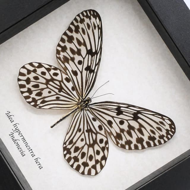 Real large Tree Nymph butterfly framed taxidermy - Idea hypermnestra hera