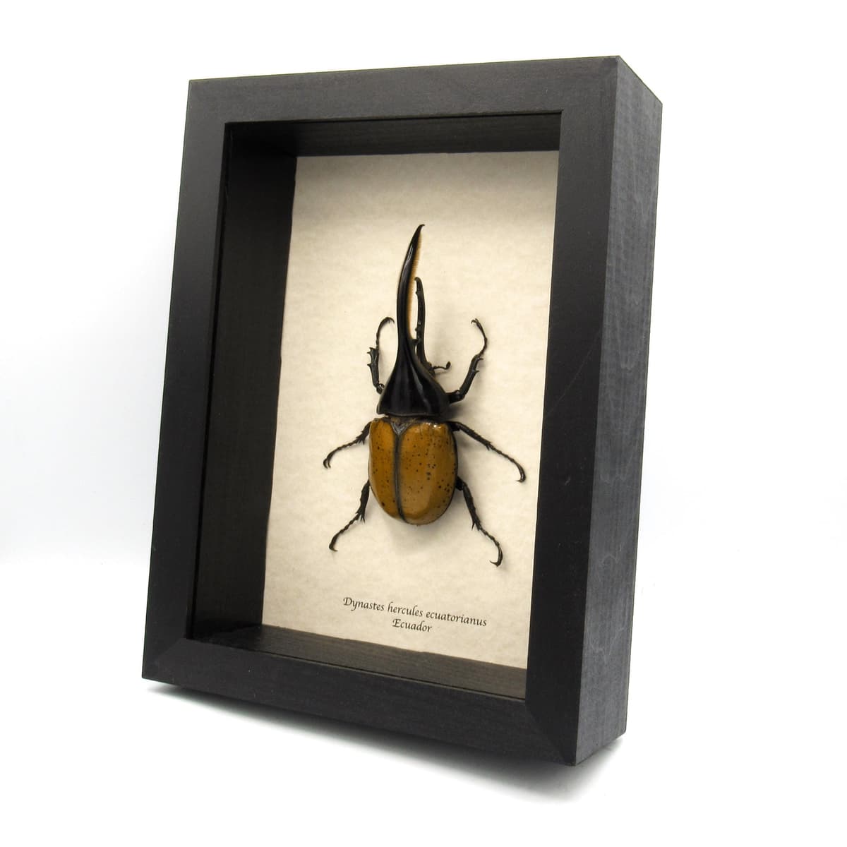 Real XL Hercules Rhinoceros beetle framed - Dynastes hercules ecuatorianus