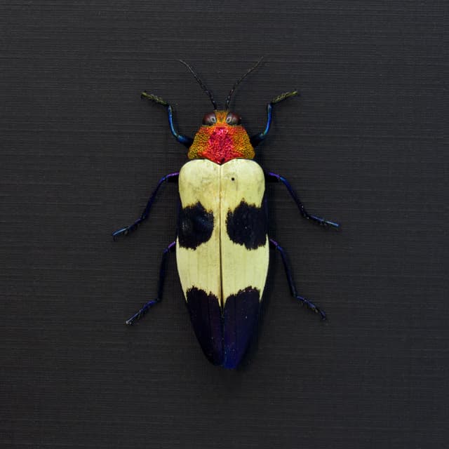 Real metallic purple beetle framed taxidermy - Chrysochroa buqueti rugicollis