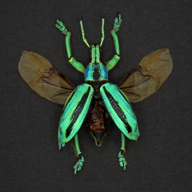 Real glitter beetle framed taxidermy - Eupholus cuvieri - wings open