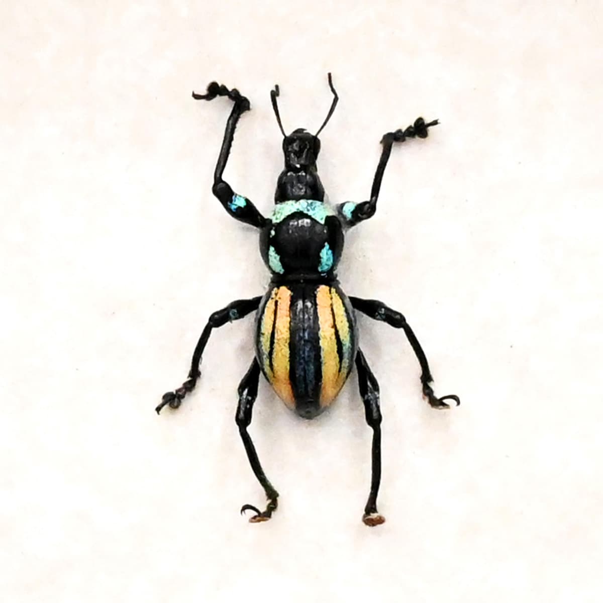 Rare weevil beetle framed specimen - Metapocyrtus species