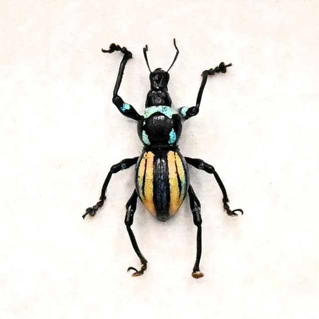 Rare weevil beetle framed specimen - Metapocyrtus species