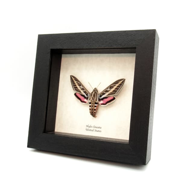 Real White-lined Sphinx moth framed taxidermy - Hyles lineata - large female
