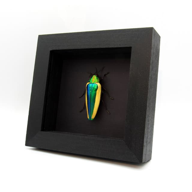 Rare green giant Jewel beetle framed taxidermy - Chrysochroa limbata