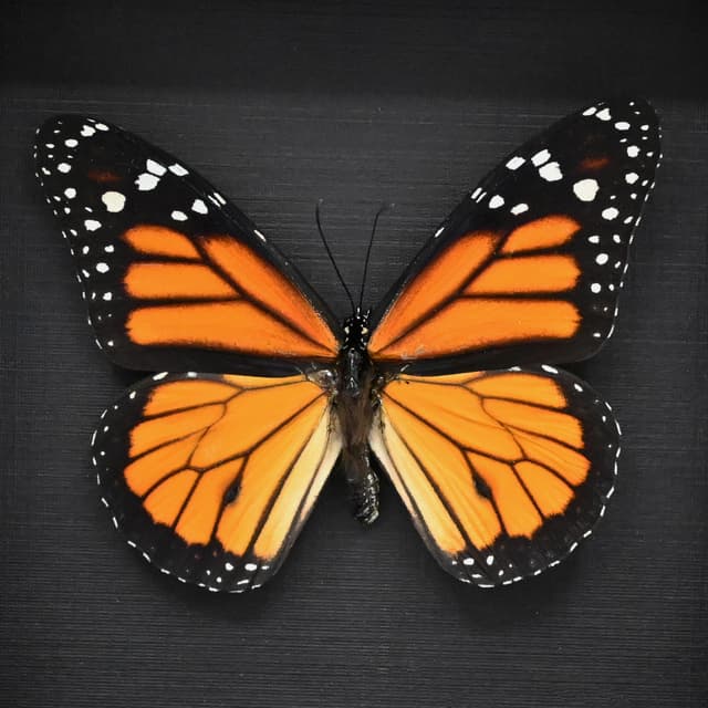 Large real Monarch framed taxidermy butterfly - Danaus plexippus