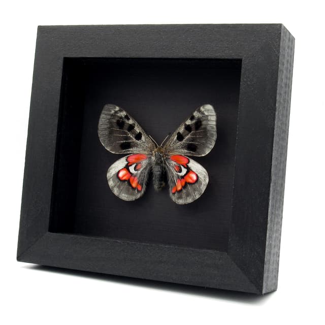 Very rare Hybrid Snow Apollo butterfly framed taxidermy - Parnassius wiskotti - large female