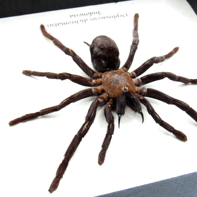 Real New Guinea Black Fury Tarantula spider framed taxidermy - Orphnaecus dichromatus - XL
