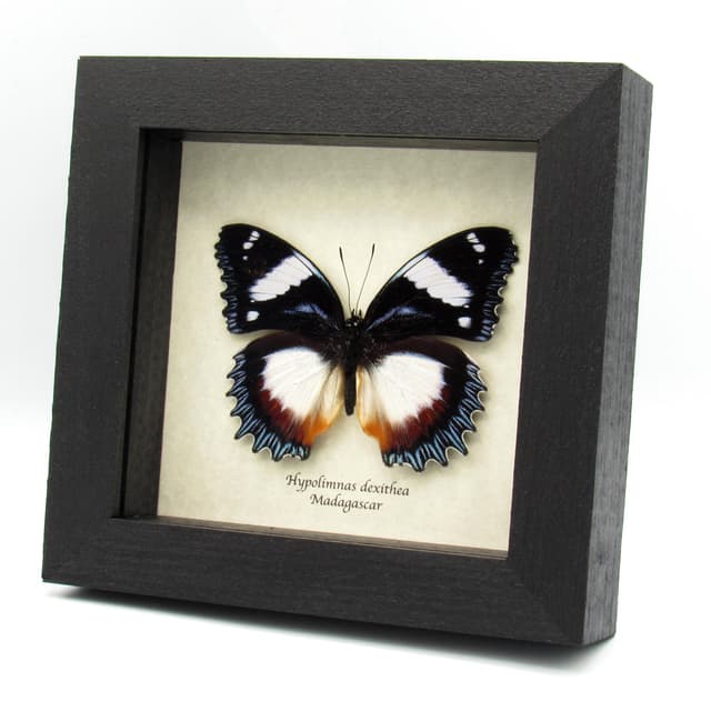 Real framed Madagascar Diadem taxidermy butterfly - Hypolimnas dexithea