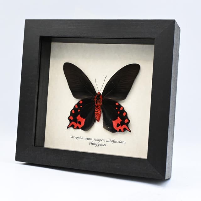 Real Vampire butterfly framed taxidermy - Atrophaneura semperi albofasciata