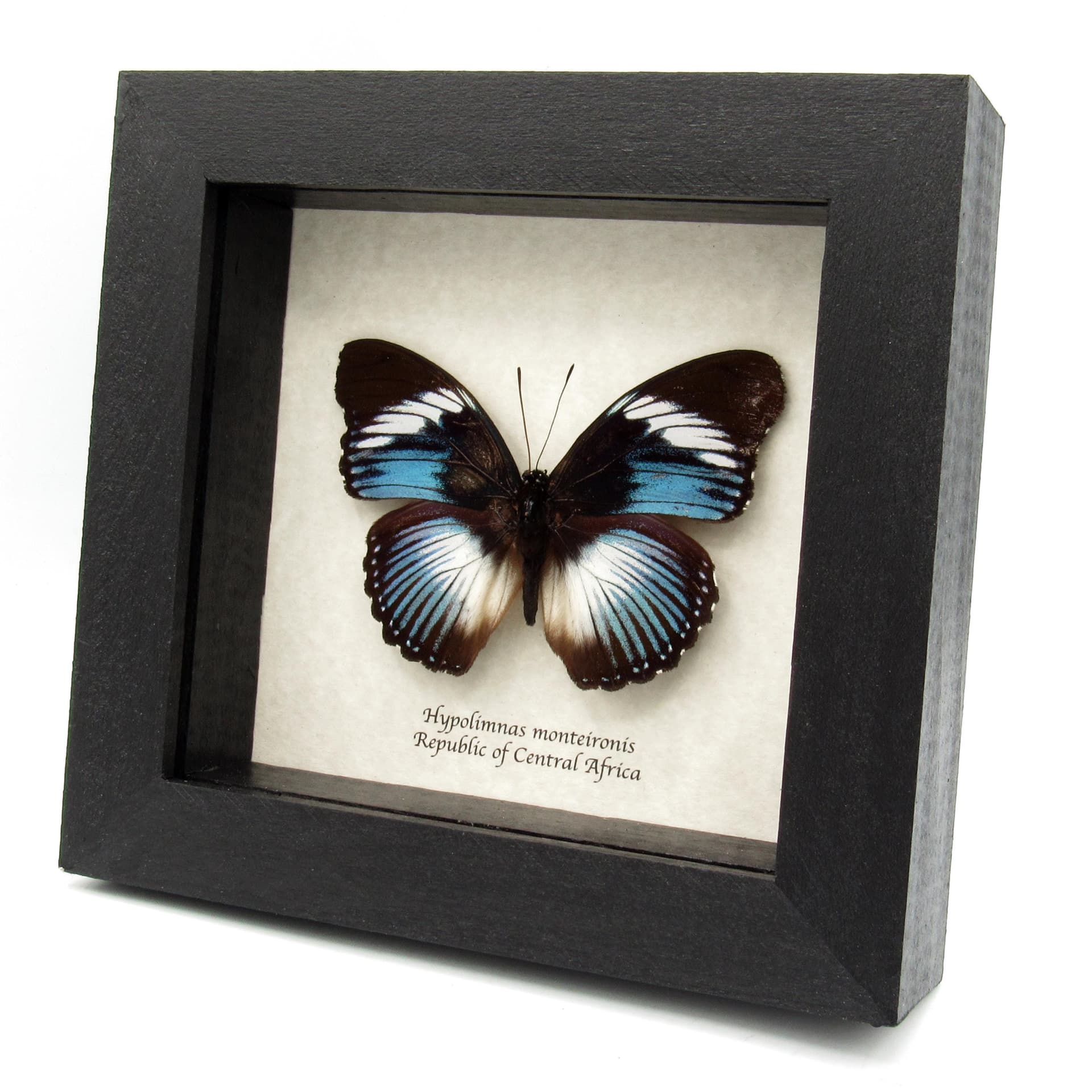 Real blue framed taxidermy butterfly - Hypolimnas monteironis