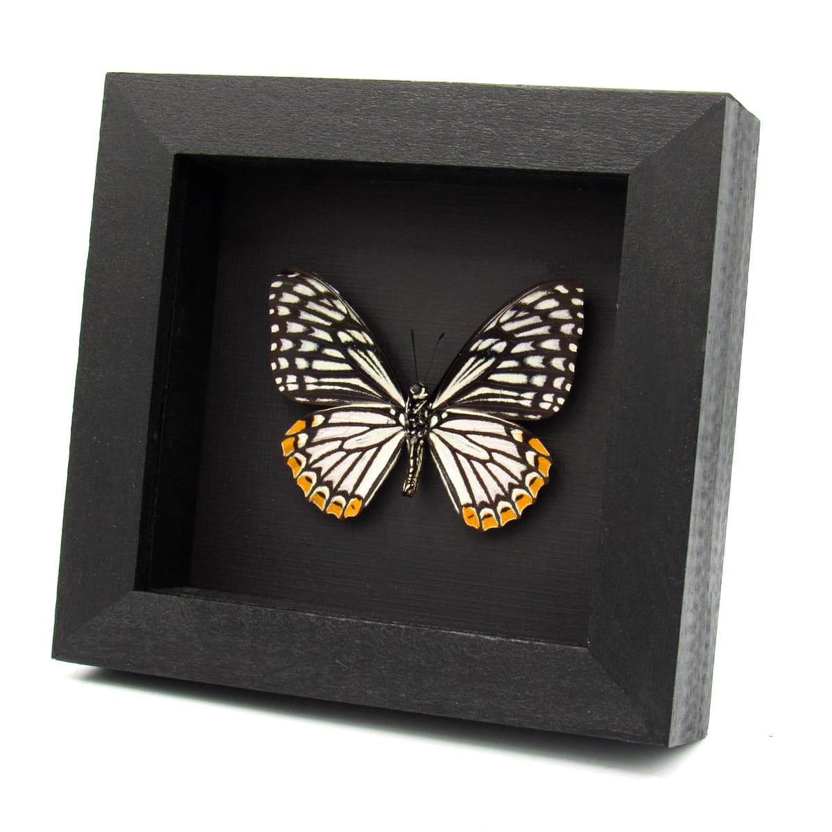 Real Common Mime Swallowtail butterfly framed taxidermy - Papilio clytia