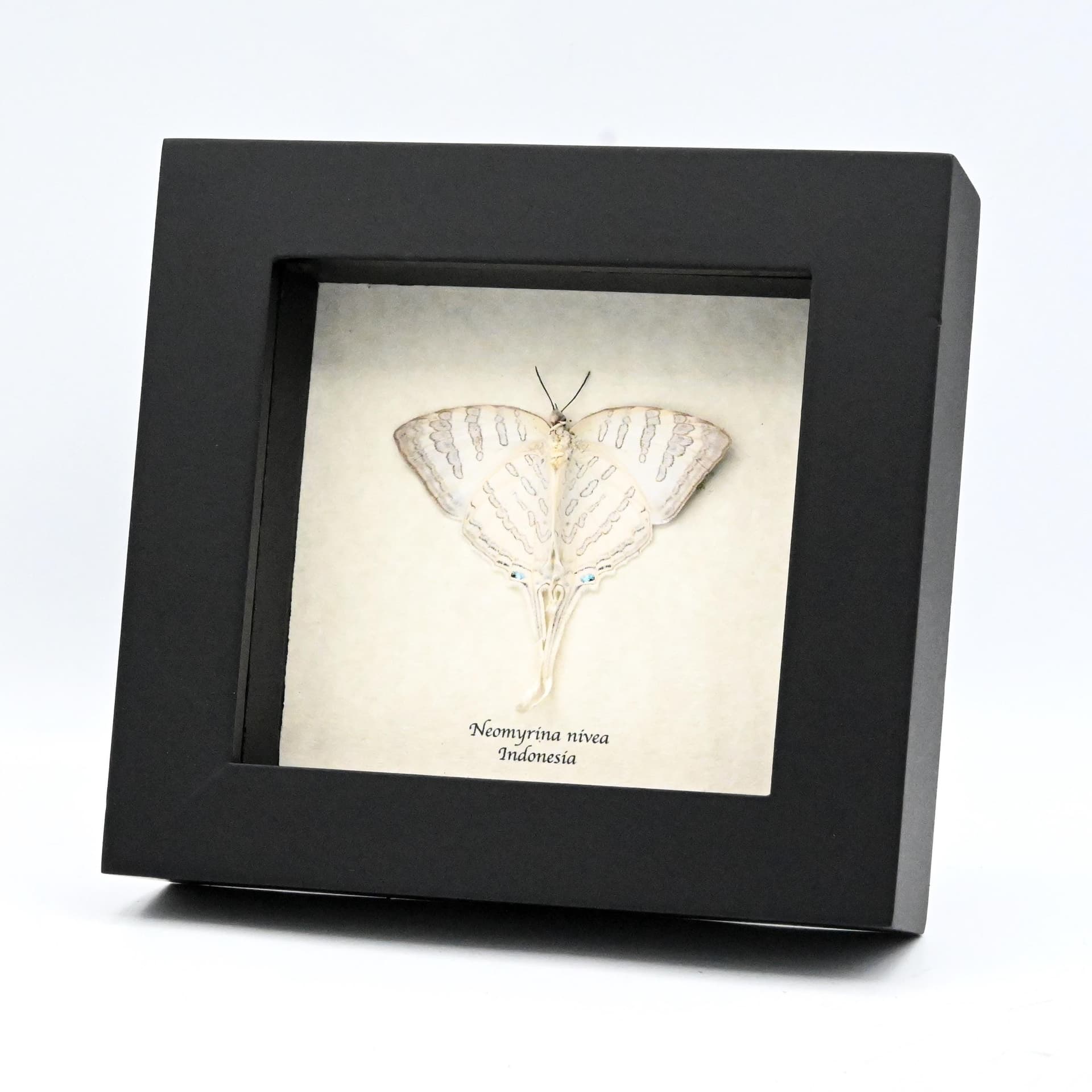 Real large white hairstreak butterfly framed taxidermy - Neomyrina nivea - female - Victorian mount