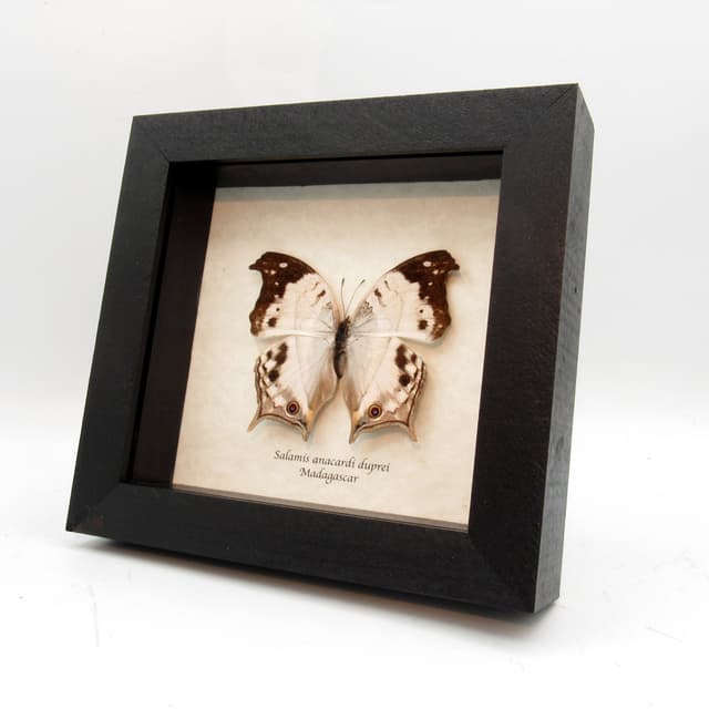 Real Pearl butterfly framed taxidermy - Salamis anacardi duprei