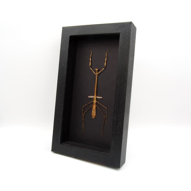 Rare Giraffe mantis framed taxidermy - Euchomenella heteroptera