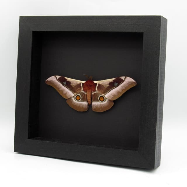 Real Pink African Emperor moth framed taxidermy - Bunaea alcinoe - Victorian mount
